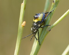 Aplerotus maculatus