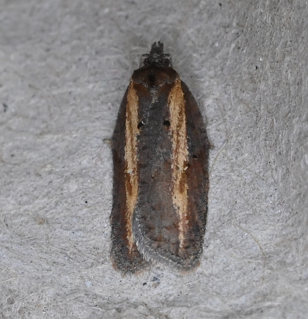 Acleris arcticana