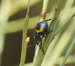 Aplerotus maculatus