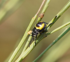 Aplerotus maculatus