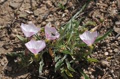 Convolvulus lineatus