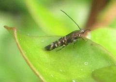 Zapyrastra calliphana