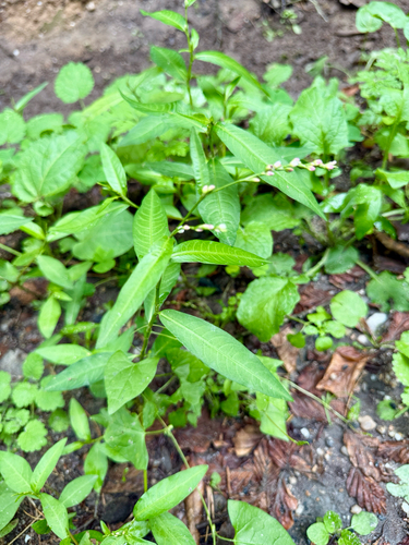 Tasteless water-pepper (Persicaria mitis)