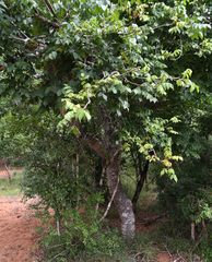 Lannea antiscorbutica