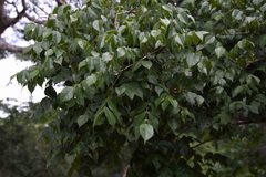 Lannea antiscorbutica