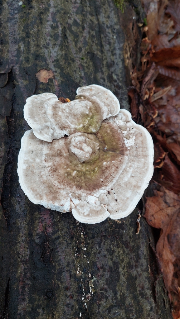 Trametes gibbosa · December 2025 · photo: © viktorstrenada (iNaturalist, cc-by)