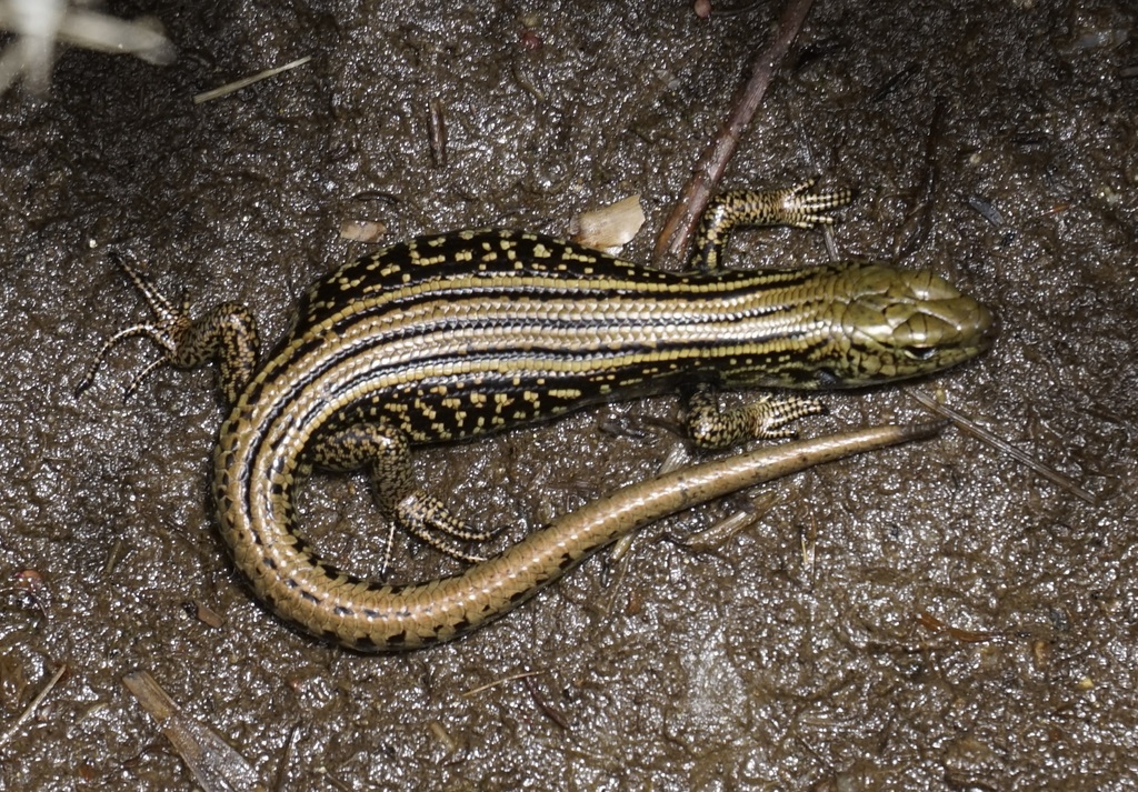 Alpine Meadow-skink