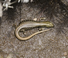 Eulamprus kosciuskoi