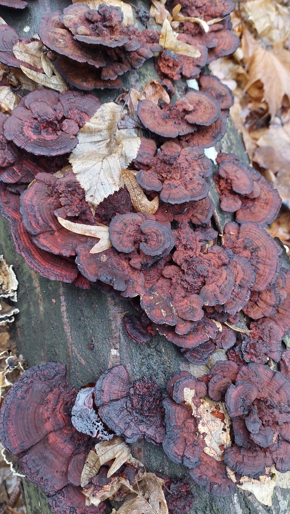 Daedaleopsis confragosa · December 2025 · photo: © viktorstrenada (iNaturalist, cc-by)