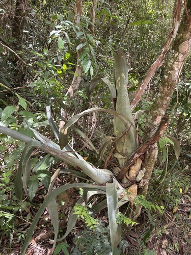 Aechmea bromeliifolia