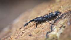 Perroudia victoris