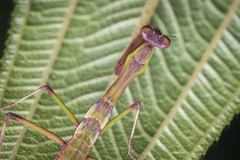 Notomantis brunneriana