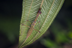 Notomantis brunneriana