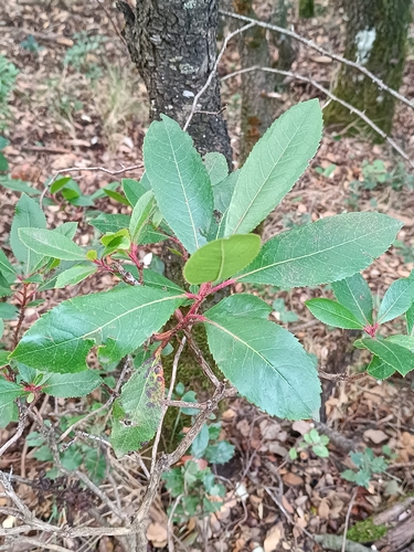 strawberry tree