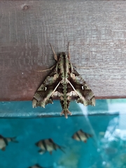 Hemeroplanes ornatus