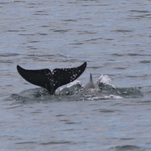 Indian Humpback Dolphin