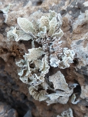 Ramalina bourgaeana