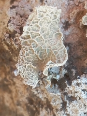 Ramalina bourgaeana