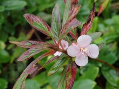 Heterocentron subtriplinervium