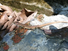 Takydromus kuehnei