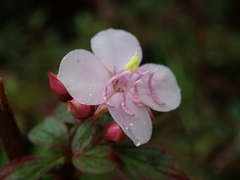 Heterocentron subtriplinervium