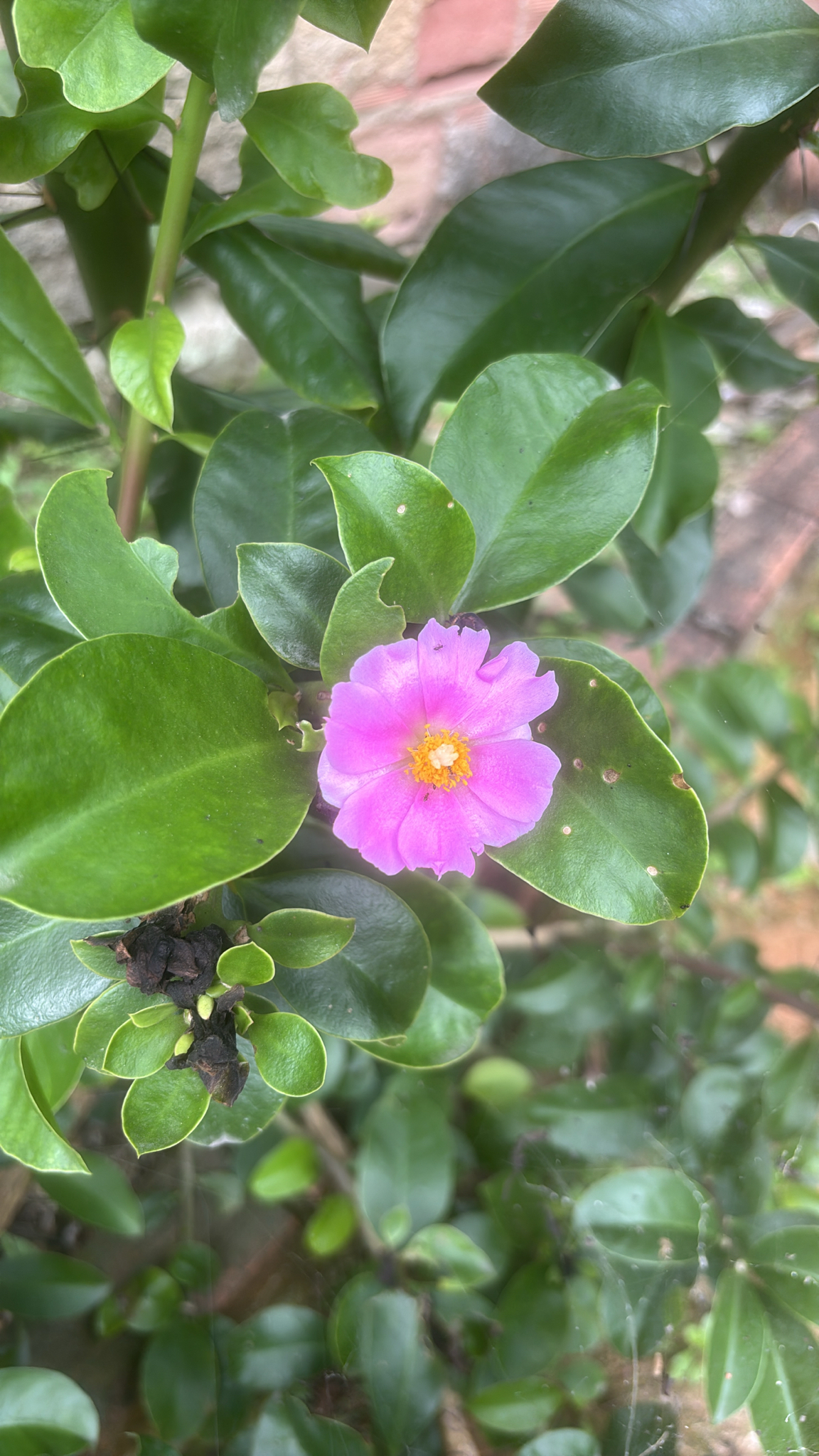 Pereskia grandifolia