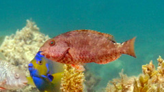 Redtail Parrotfish photo 2