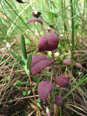 Exobasidium karstenii