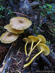 Chrysomphalina chrysophylla