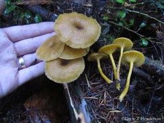 Chrysomphalina chrysophylla