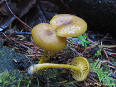 Chrysomphalina chrysophylla