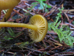 Chrysomphalina chrysophylla
