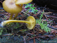 Chrysomphalina chrysophylla