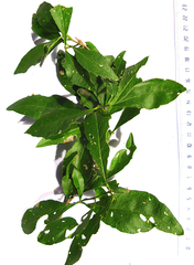 Acokanthera oppositifolia