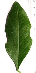 Acokanthera oppositifolia