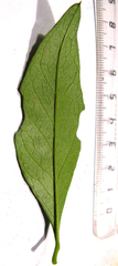 Acokanthera oppositifolia
