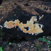 Coniferiporia weirii - Photo (c) Drew T Henderson, algunos derechos reservados (CC BY-NC-SA), subido por Drew T Henderson