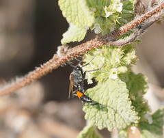 Podalonia tydei