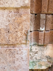 Hemidactylus platyurus