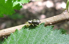 Heliophanus flavipes