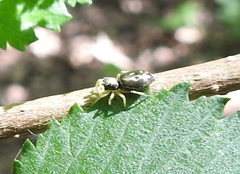 Heliophanus flavipes