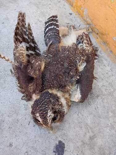 View observation of {o.common_name} on iNaturalist