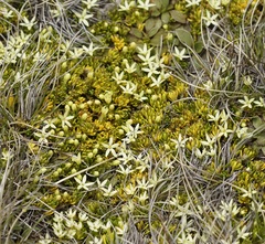 Stackhousia pulvinaris