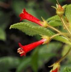 Heppiella ulmifolia