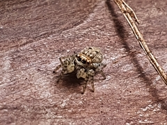 Dendryphantes