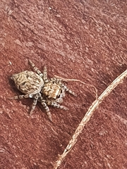 Dendryphantes
