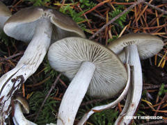 Lyophyllum loricatum