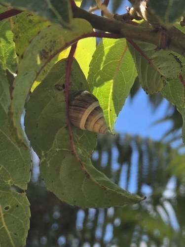 Achatinella mustelina mustelina, 2025-11-25
