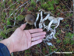 Lyophyllum loricatum