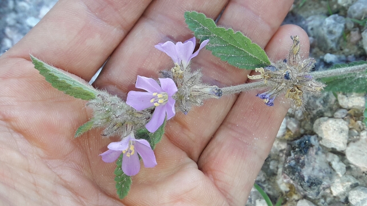 Melochia anomala